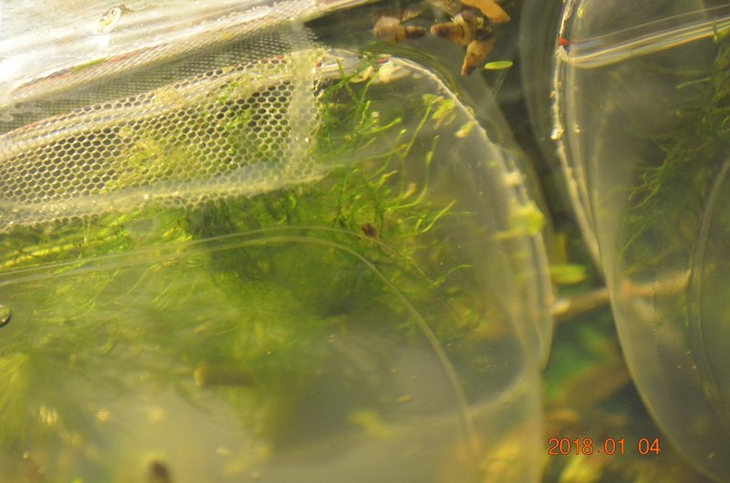 DSC_0844.JPG (321.78 KiB) Katsottu 14450 kertaa Siellä yksi päivystämässä.