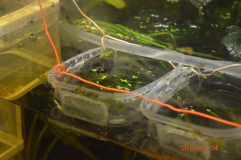 DSC_0854.JPG (314.47 KiB) Katsottu 14450 kertaa Rasiat on liitetty toisiinsa sähköjohdolla (ehjä muovi) ja ripustettu akvaarion päällä oleviin telineisiin kiinni. Takana menee putki, mistä tulee pikku pumpun avulla tuoretta vettä isosta altaasta. Etuosaan tein kolvilla reiät ja liimasin kuumaliimalla verkkoa aukon päälle, niin että vesi varmaan pääsee vaihtumaan.
