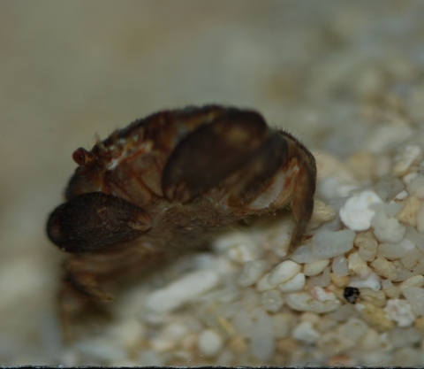 Rapu ihmettelemässä lasin takana