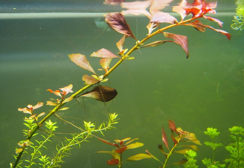 Ludwigia Repens.jpg