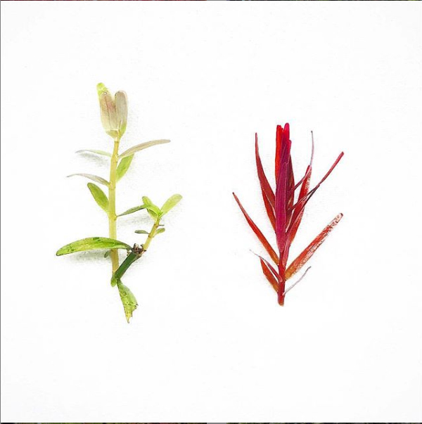 rotala_colorata.jpg