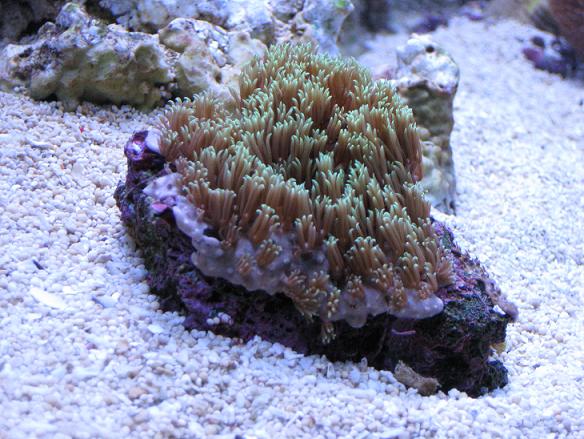 20100109_Pachyclavularia.JPG
