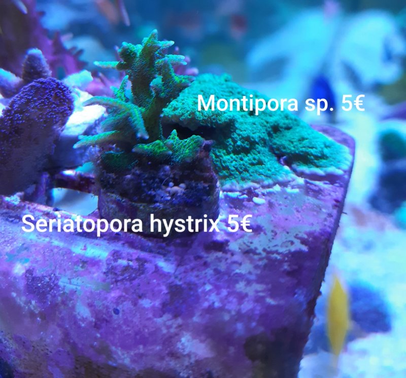 seriatopora_montipora.jpg