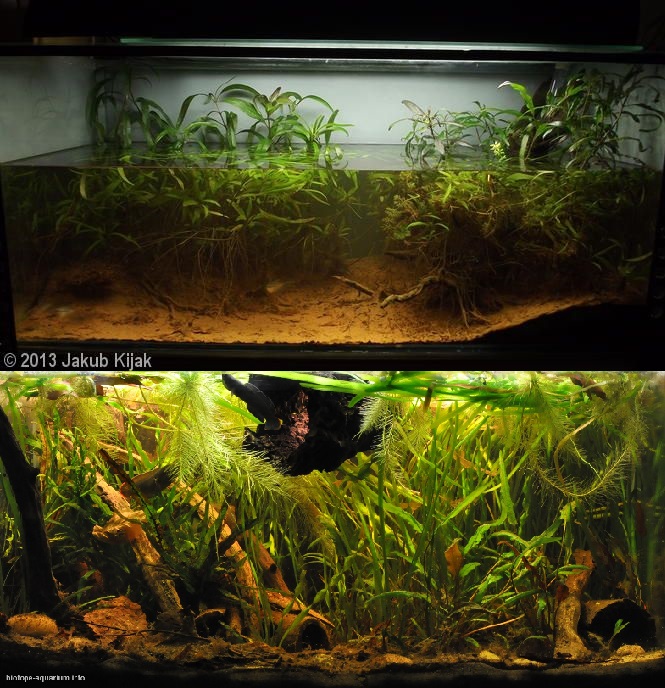 Ehkäpä allas tulee näyttämään suurin piirtein näiden kahden yhdistelmältä. Kuvat: https://showcase.aquatic-gardeners.org/2013/show521.html ja http://biotope-aquarium.info/aquariums/north-shore-of-lake-inle-119-l/