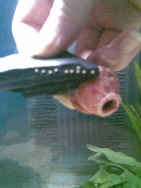 Kotilon munat pieni.jpg