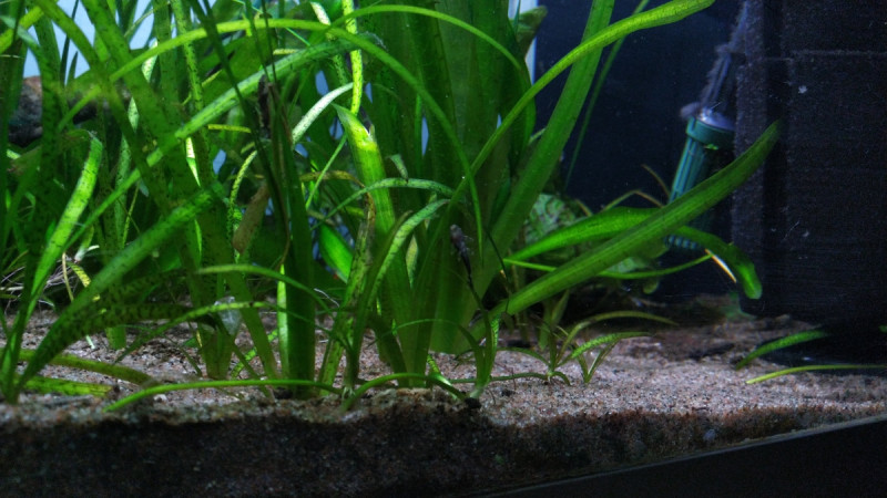 1200_DJI_20210305_183700_452.jpg (624.02 KiB) Katsottu 13889 kertaa mun eka partiksen poikanen minkä huomasin :)