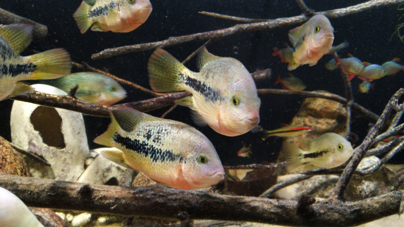 hartwegi_1200_DJI_20210304_192136_410.jpg (620.65 KiB) Katsottu 13889 kertaa vieja hartewegit 15cm myynnissä