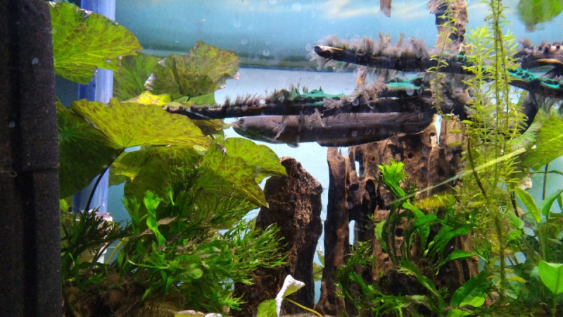 channa1200_IMG_20210227_145214.jpg (670.23 KiB) Katsottu 13889 kertaa Channa laittoi tietty selkäevänsä piiloon kun näki kameran. Noin 20cm