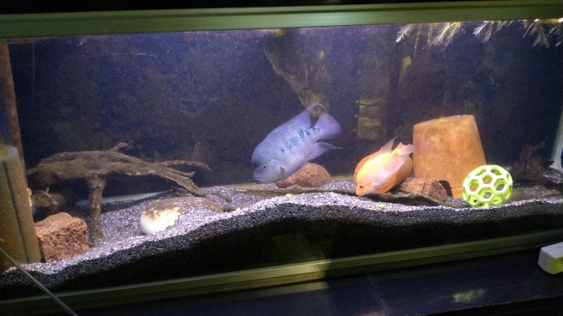 1200_IMG_20210210_160647.jpg (544.8 KiB) Katsottu 13889 kertaa Teksasi siis etsii tyttöseuraa eikä poikaseuraa :)