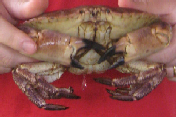 taskurapu.jpg