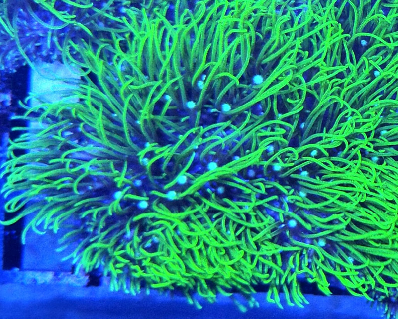 Neon green star polyps.jpg