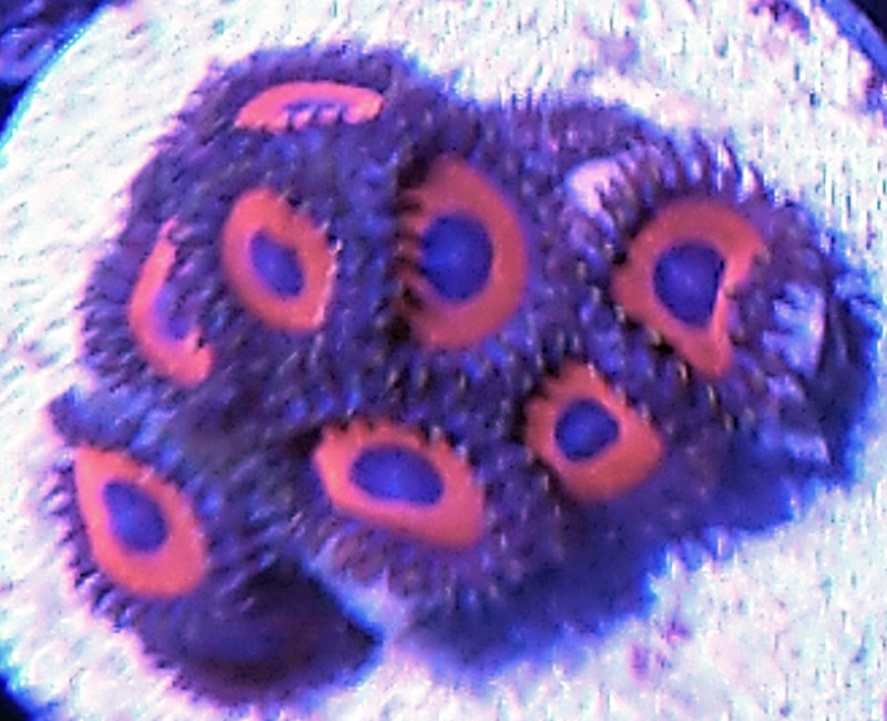 Red zoas.jpg