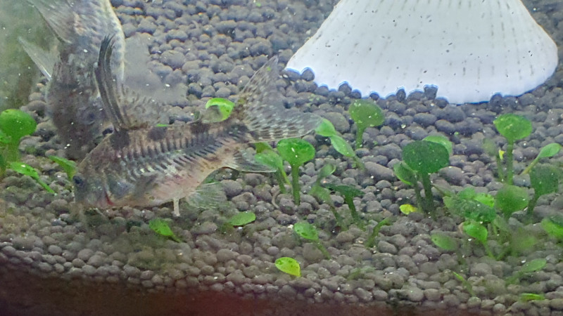 corydoras selkäevä.jpg