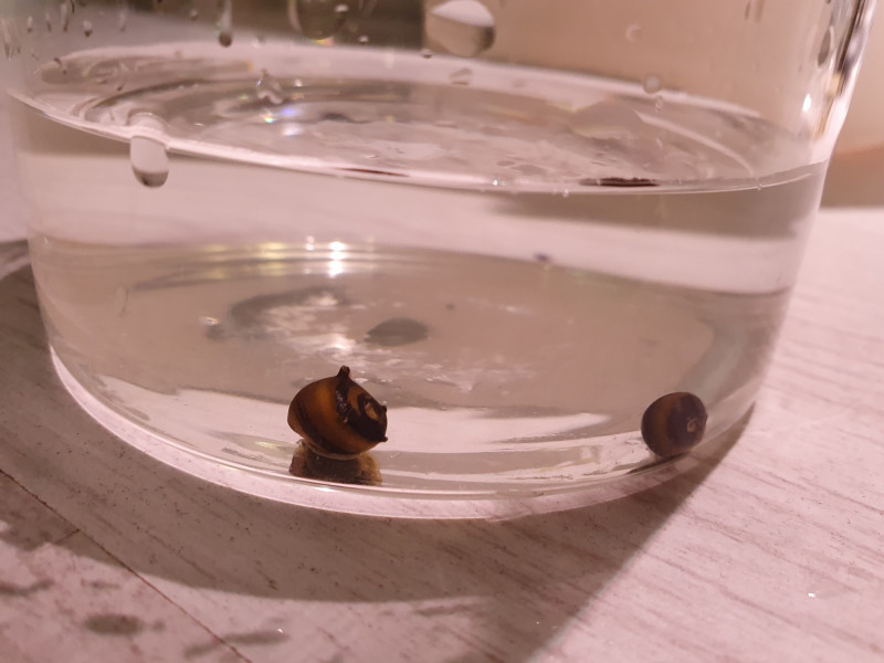 nerite snails.jpg