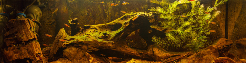 Ceratophyllum1.jpg