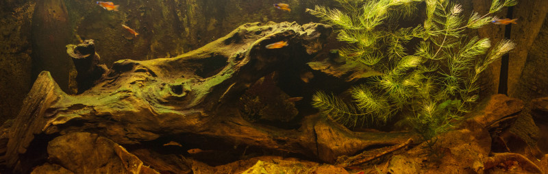 Ceratophyllum2.jpg