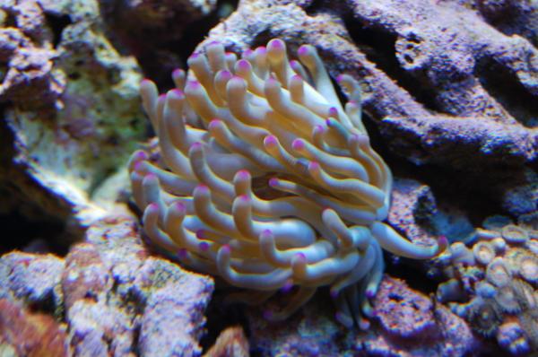 Condylactis gigantea pinktip.jpg