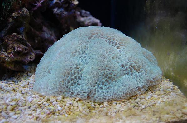 Eyphyllia ancora green.jpg