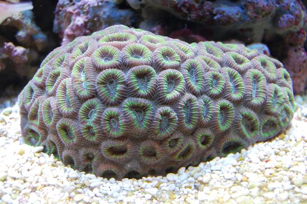 montastrea sp. (colored).jpg