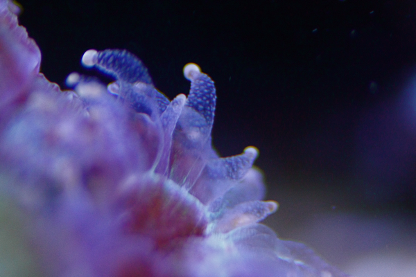 Trachyphyllia ruokapöydässä