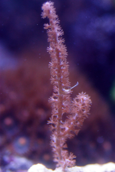 Gorgonia.