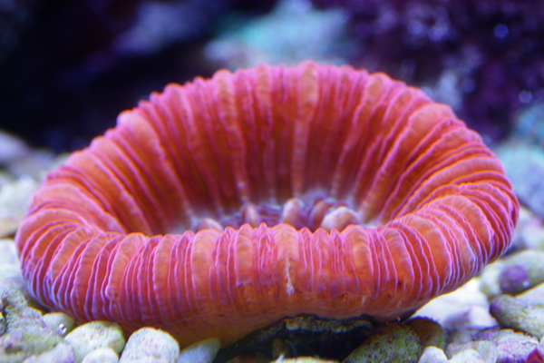 Trachyphyllia geoffroy