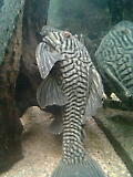 Panaque nigrolineatus.jpg