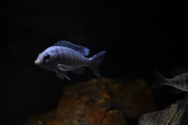 Placidochromis phenochilus tanzania-koiras poseeraa