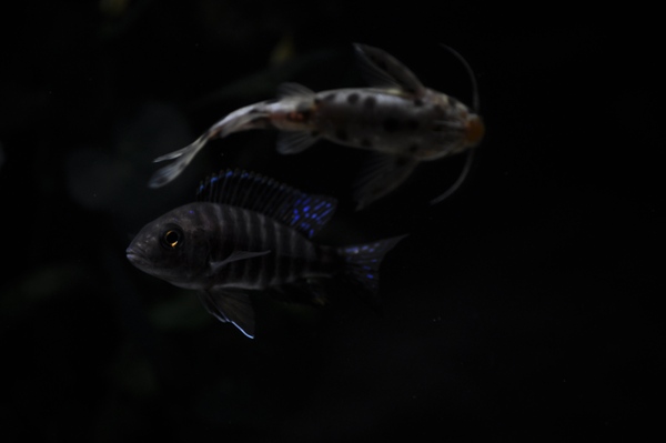 Aulonocara stuartgranti Cobue