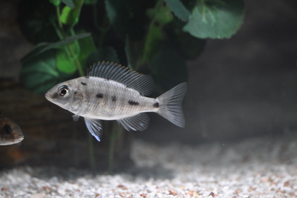 Protomelas fenestratus Pombo reef-naaras