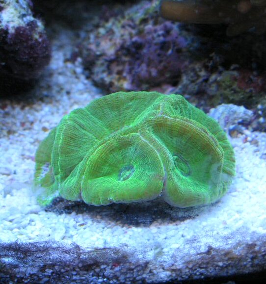 Moseleya latistellata, vasemmassa laidassa näkyy C. Vrolikin syömä osa.