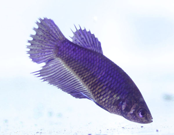 Fiona, s. 19.4.2010, Euronymouksen siskopuoli, näillä on sama emo, Fionan isä on Igor (salamanteri perhonen, over half moon plakat).