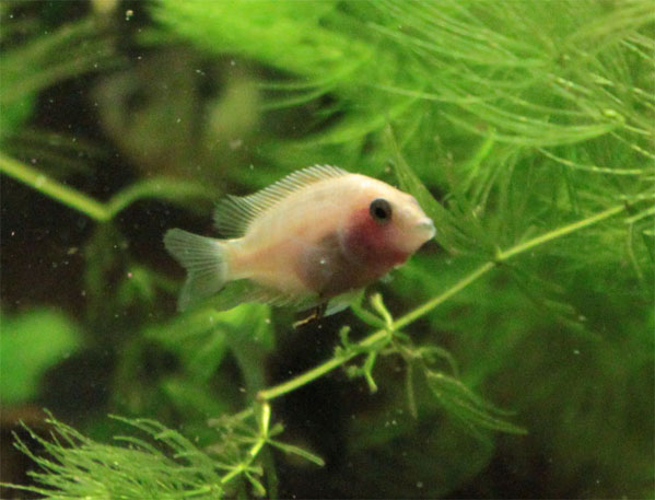Albiino