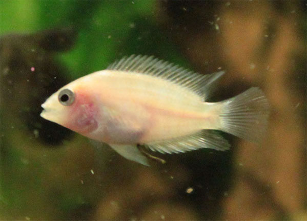 Albiino
