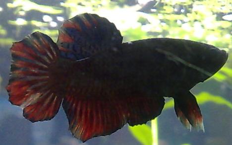 Eritisesti mikähän tämä on?