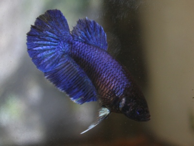 Oma kasvatti, royal blue HM naaras