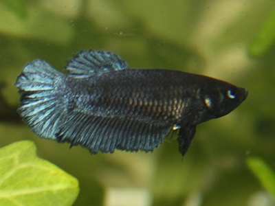 Thaimaan tuonti melano HM naaras