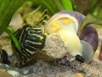 omppu vs. salamanteri.jpg