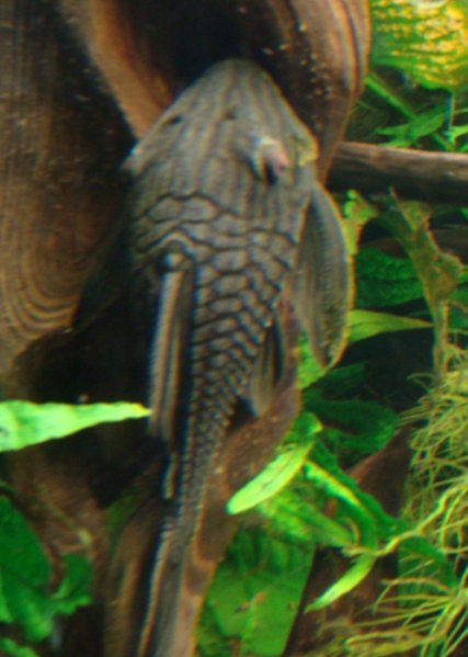 punas271208_1.jpg