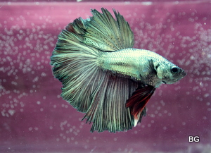 Ollaan kasvettu mutta hissukseen.