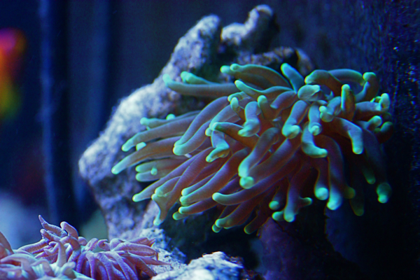 Euphyllia glabrescens