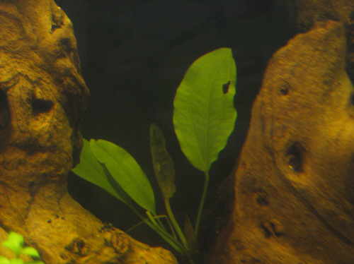 echinodorus amazonicus.JPG