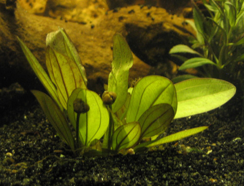 echinodorus ozelot green.JPG