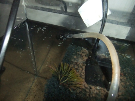 Brochis splendens eggs.JPG
