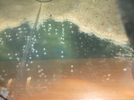 Brochis splendens eggs 2.JPG