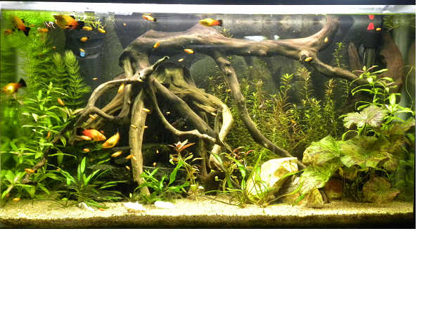 100 litrainen platy allas.png