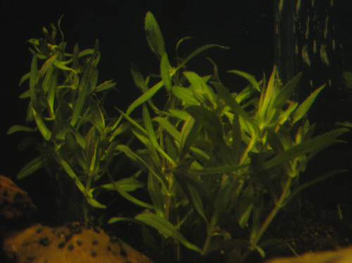 limnophila aromatica.JPG
