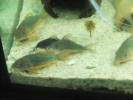 Splendens color variants.JPG