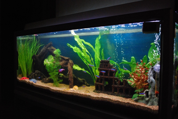 aquarium 062.jpg