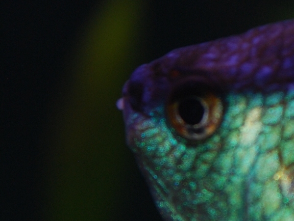 aquarium 121.jpg